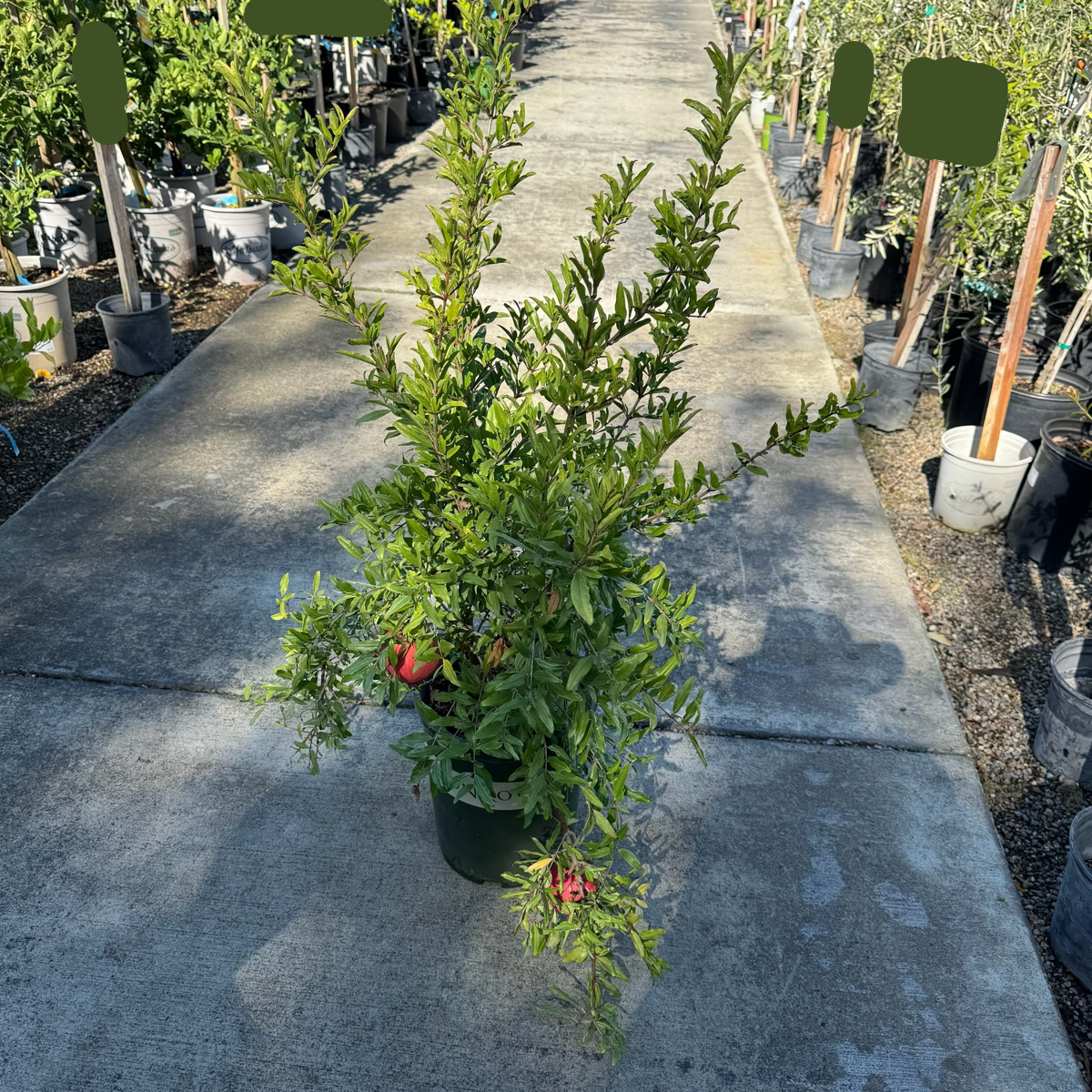 Angel Red Pomegranate