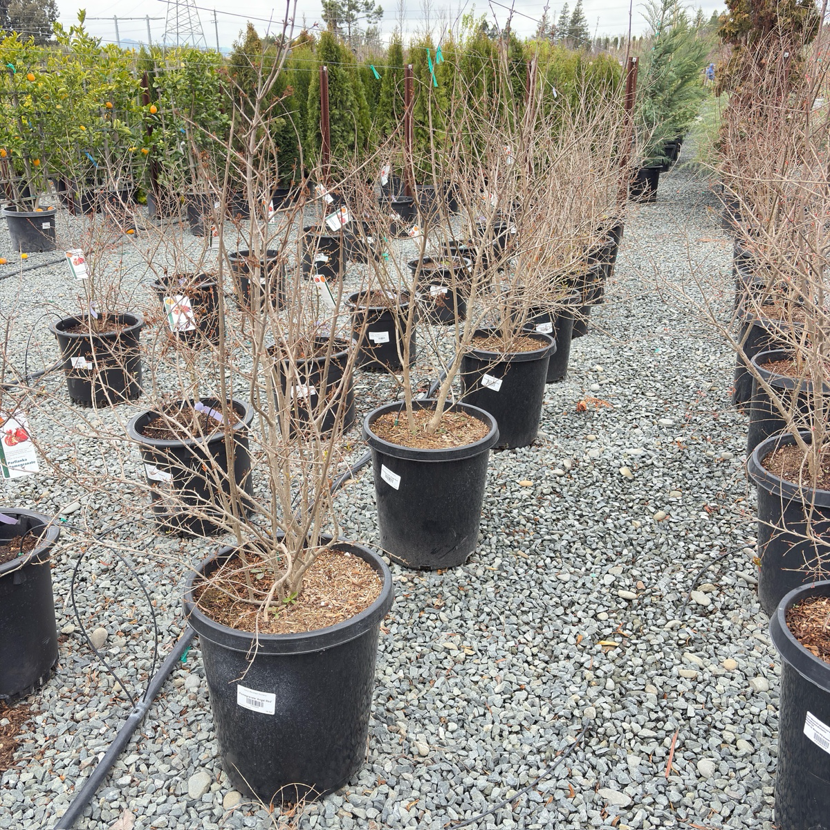 Angel Red Pomegranate