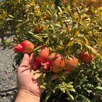 Angel Red Pomegranate