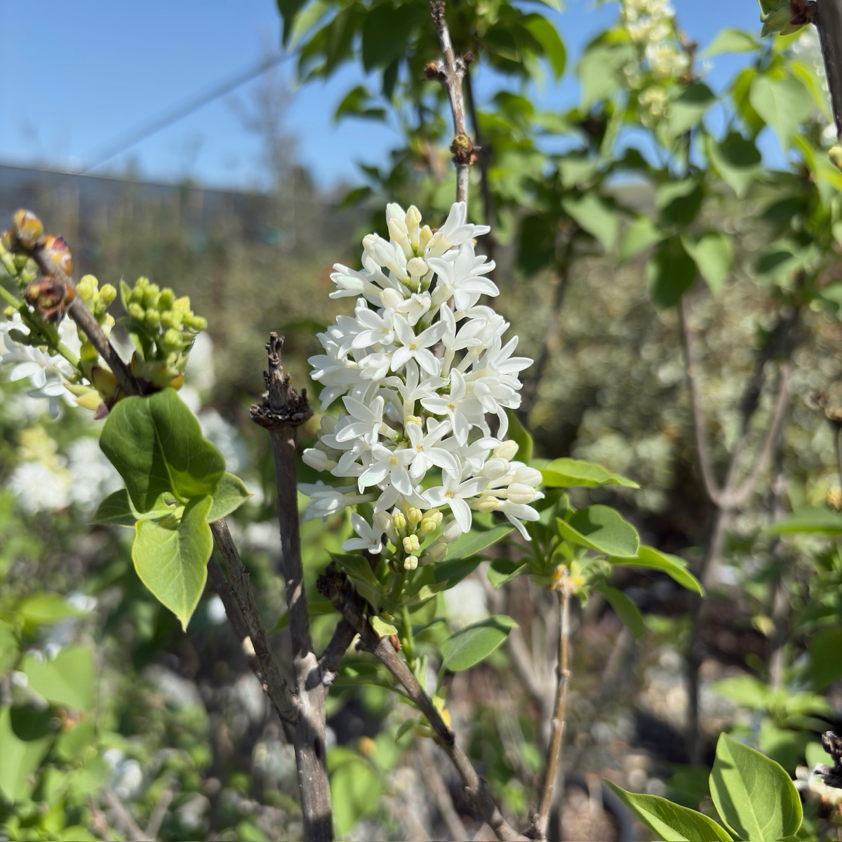 Angel White Common Lilac