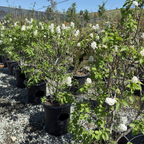 Angel White Common Lilac