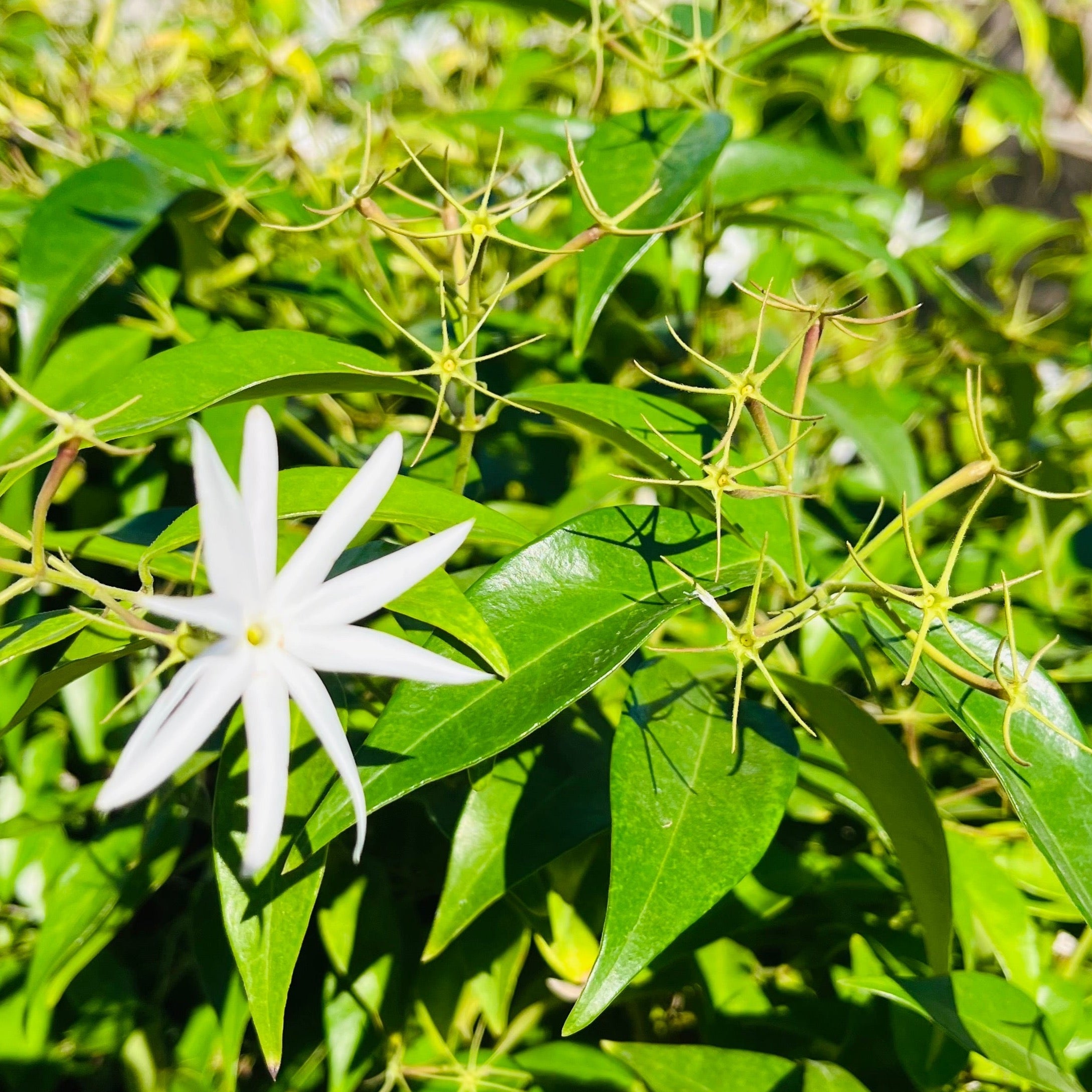 Angel Wing Jasmine
