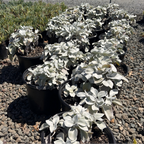 Angel Wings Sea Cabbage