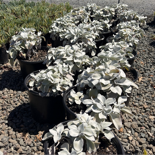Angel Wings Sea Cabbage