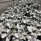 Angel Wings Sea Cabbage