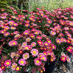 Angelic Burgandy Marguerite Daisy