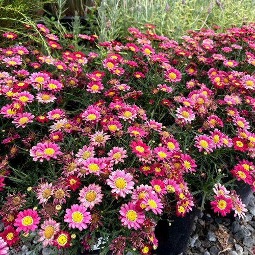 Angelic Burgandy Marguerite Daisy