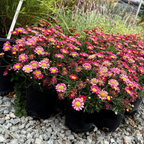 Angelic Burgandy Marguerite Daisy