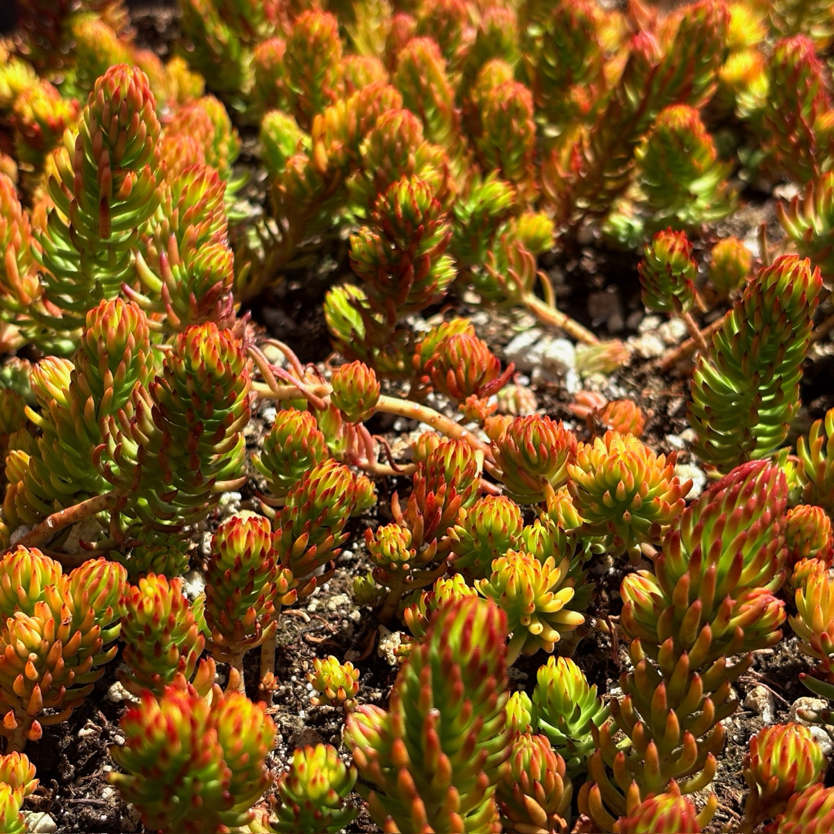 Close-up of vibrant Sedum rupestre 'Angelina' plants growing in a garden.