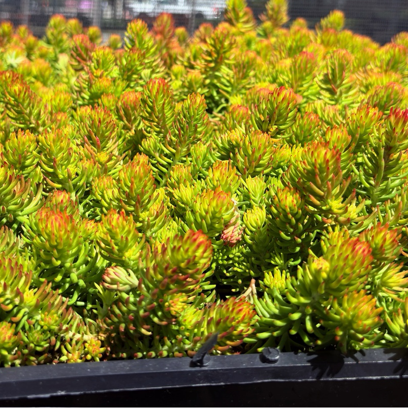 Row of green and orange Sedum rupestre 'Angelina' under a black shade structure.