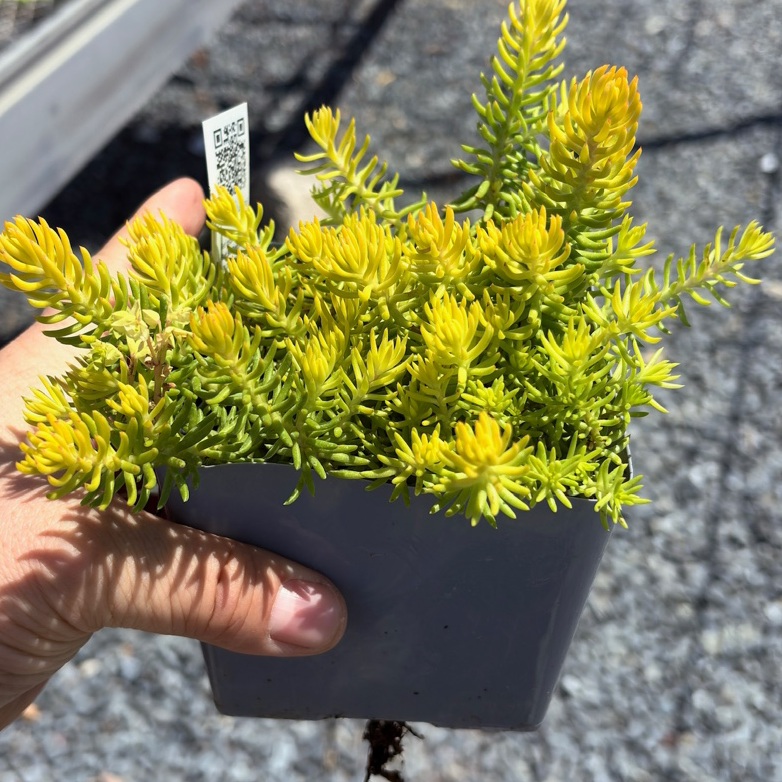 Hand holding a small potted Sedum rupestre 'Angelina' with a yellowish-green color on a gravelly ground.