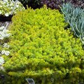 Sedum rupestre 'Angelina' in a garden setting with other plants