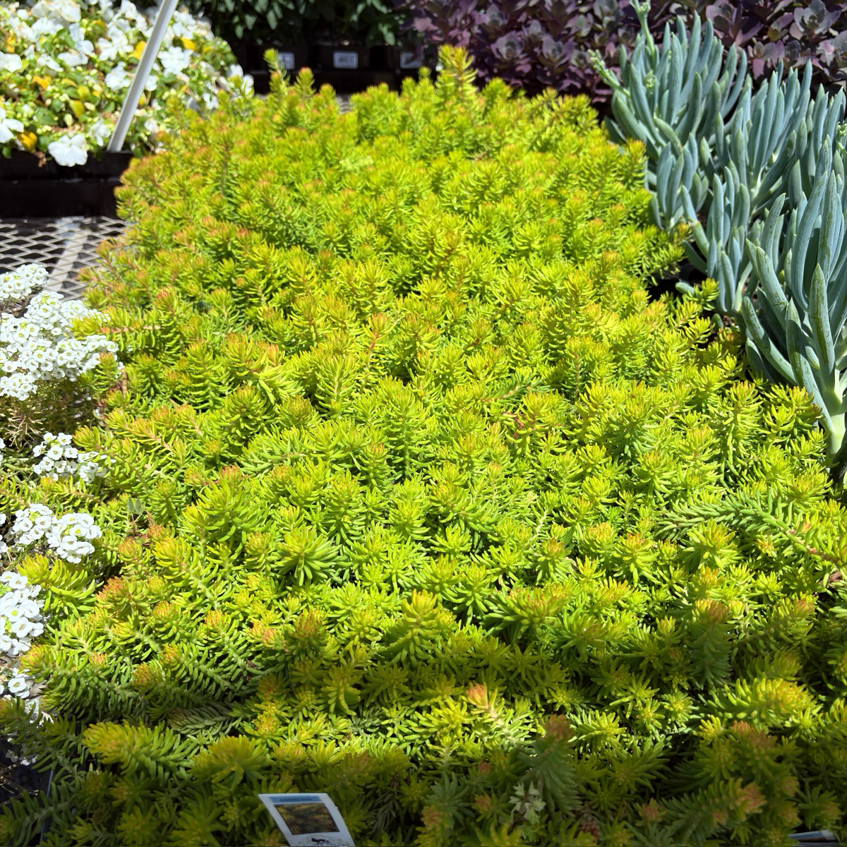 Sedum rupestre 'Angelina' in a garden setting with other plants