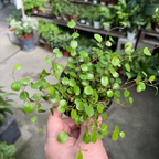 Angle Vine