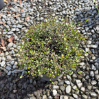 Angle Vine