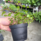 Angle Vine