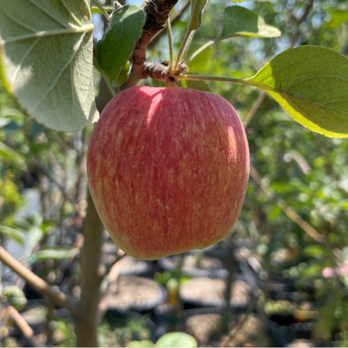 Anna Apple
