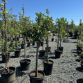 Anna Apple Tree