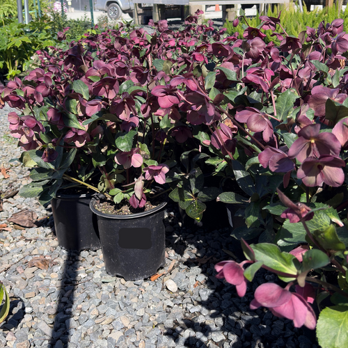 Anna's Red Hellebore