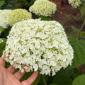 Annabelle Smooth Hydrangea