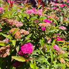 Anthony Waterer Japanese Spirea
