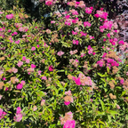 Anthony Waterer Japanese Spirea