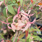 Anthony Waterer Japanese Spirea