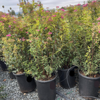 Anthony Waterer Japanese Spirea