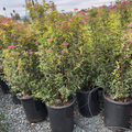 Anthony Waterer Japanese Spirea