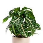 Aphelandra Zebra