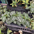 Aphelandra Zebra