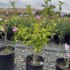 Aphrodite Hibiscus Rose of Sharon