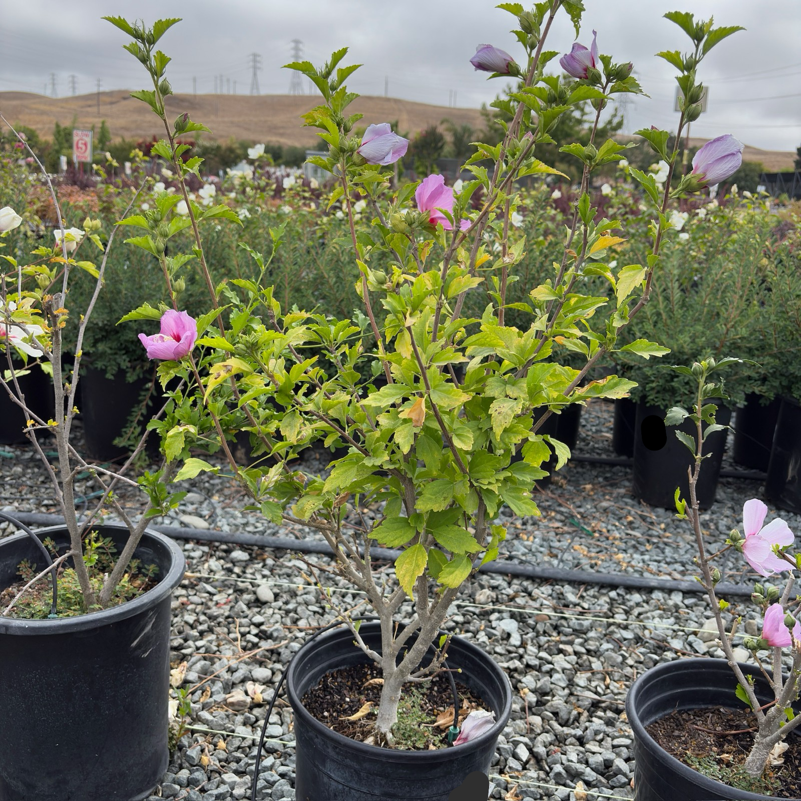 Aphrodite Hibiscus Rose of Sharon