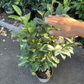 Hand touching a potted Apple Blossom Camellia in a gallon pot in the victory nursery