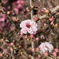 Apple Blossom New Zealand Tea Tree