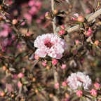 Apple Blossom New Zealand Tea Tree
