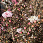 Apple Blossom New Zealand Tea Tree