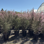 Apple Blossom New Zealand Tea Tree