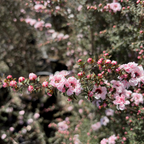 Apple Blossom New Zealand Tea Tree