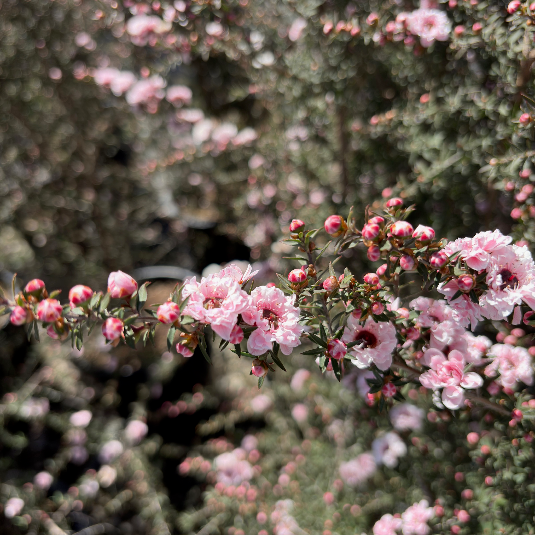 Apple Blossom New Zealand Tea Tree