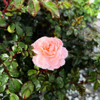 Apricot Drift Rose surrounded by green leaves with water droplets on a blurred background