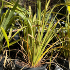 Apricot Queen New Zealand Flax