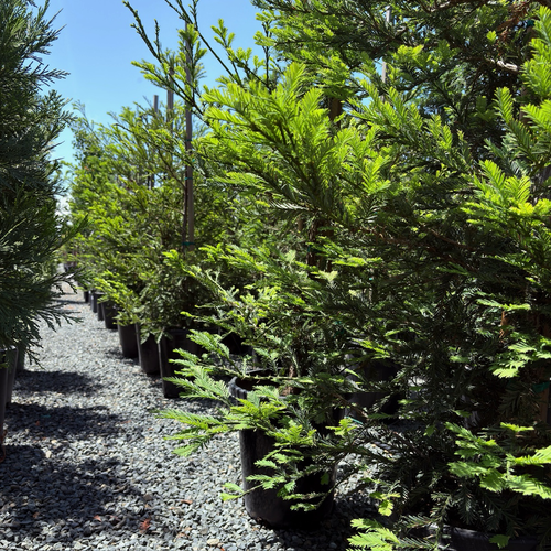 Aptos Blue Coast Redwood