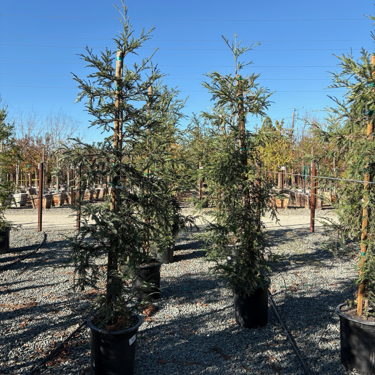 Aptos Blue Coast Redwood