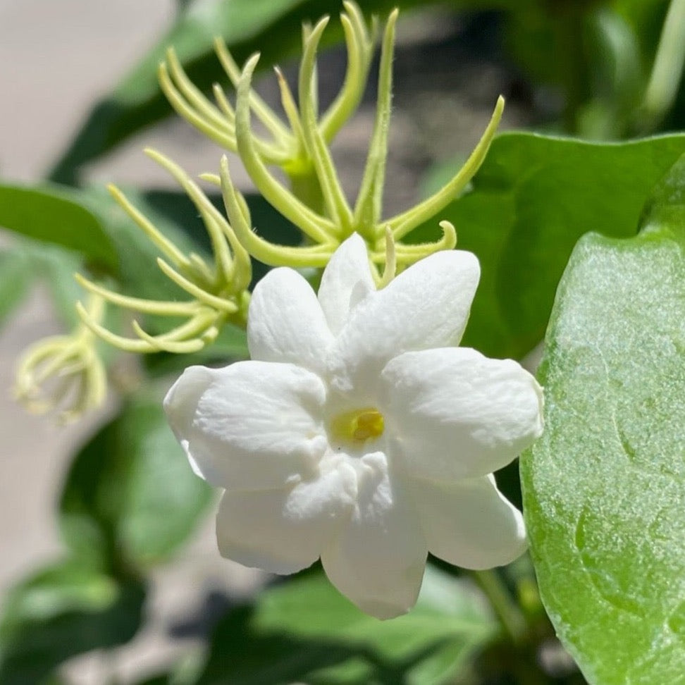 Arabian Jasmine