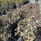Arabian Lilac