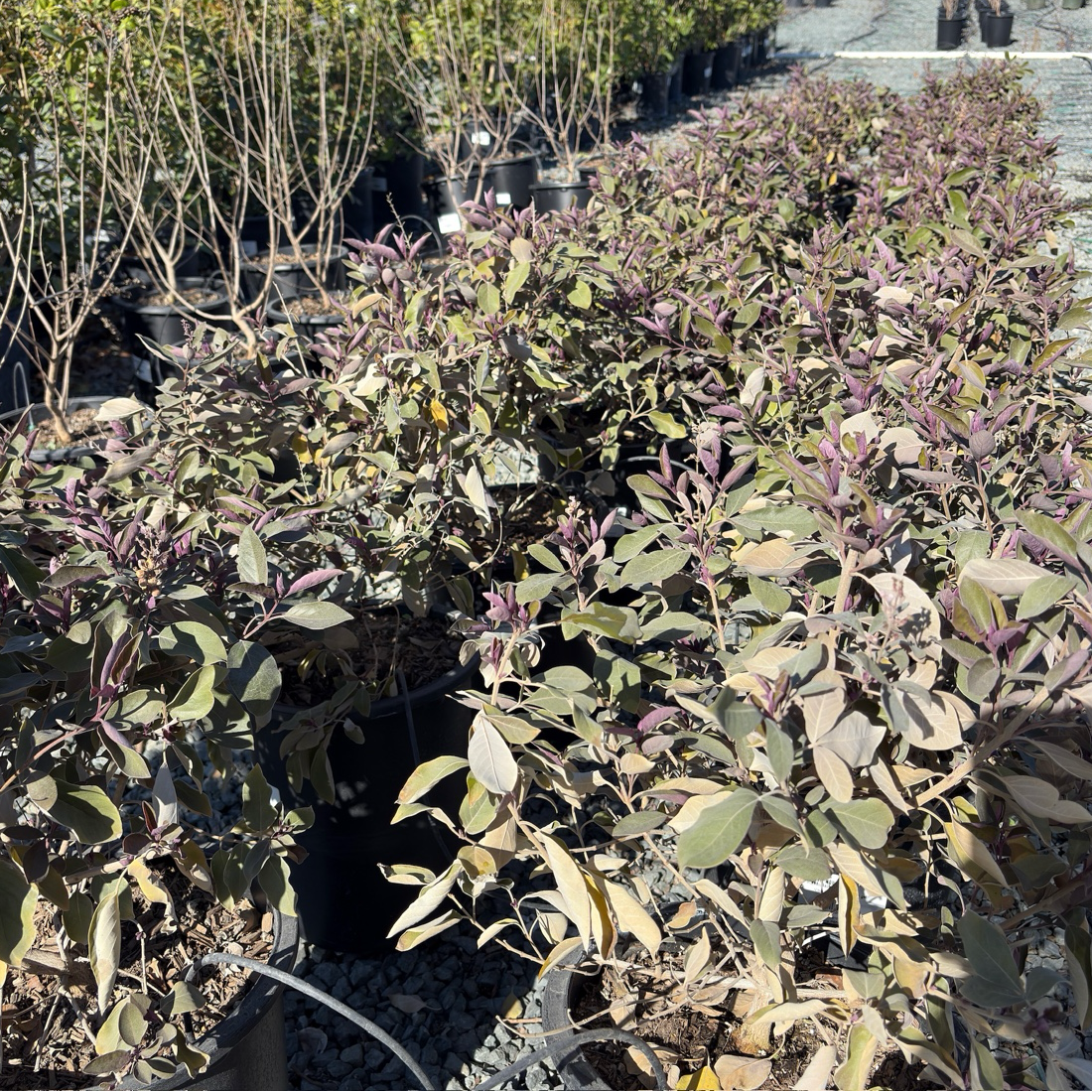 Arabian Lilac
