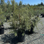 Arbequina Fruiting Olive Tree