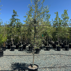 Arbequina Fruiting Olive Tree