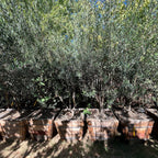 Arbequina Fruiting Olives